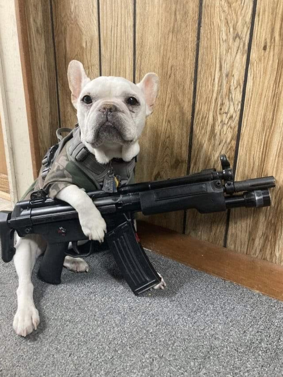 dogs with weapons